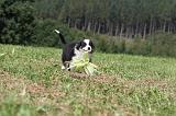 BERGER AUSTRALIEN PUPPIES 058